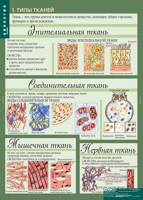 Человек (Комплект таблиц 12 шт. Биология 8-9 кл.) 5-8691-012