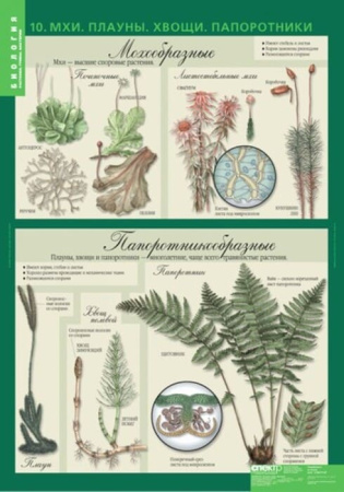 Растения. Грибы. Бактерии (Комплект таблиц 14 шт. Биология 6 кл.) 5-8504-014