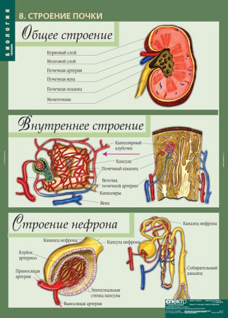 Человек (Комплект таблиц 12 шт. Биология 8-9 кл.) 5-8691-012