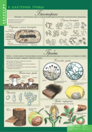 Растения. Грибы. Бактерии (Комплект таблиц 14 шт. Биология 6 кл.) 5-8504-014