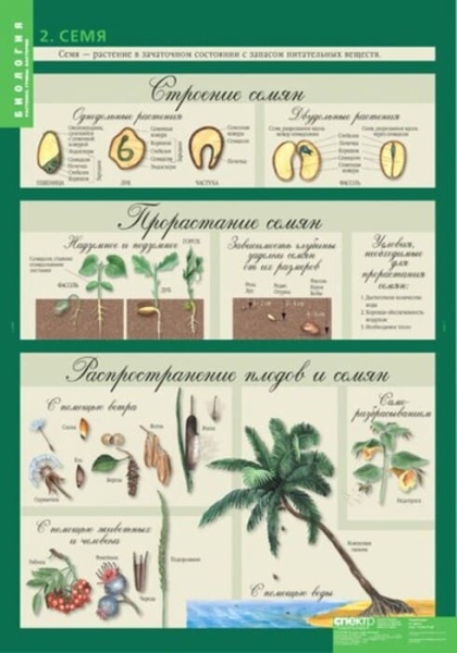 Растения. Грибы. Бактерии (Комплект таблиц 14 шт. Биология 6 кл.) 5-8504-014