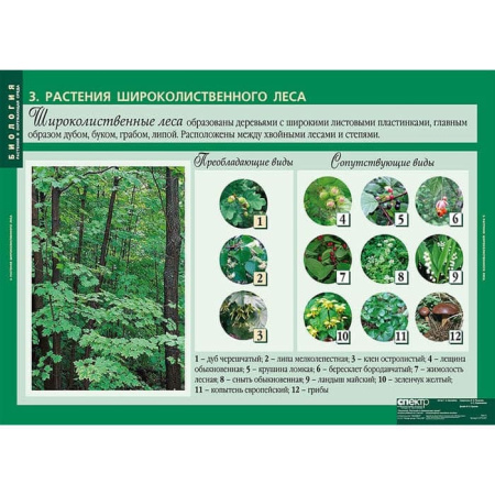 Растения и окружающая среда (Комплект таблиц 7 шт. Биология) 2-072-637