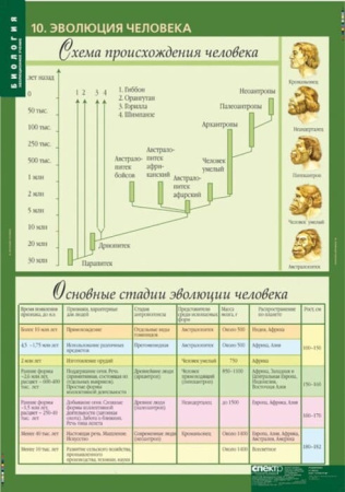 Эволюционное учение (Комплект таблиц 10 шт. Биология 10-11 кл.) 5-8702-010