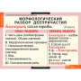 Причастия и деепричастия (Комплект таблиц 12 шт. Русский язык) 5-8507-012