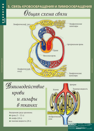 Человек (Комплект таблиц 12 шт. Биология 8-9 кл.) 5-8691-012