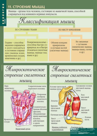 Человек (Комплект таблиц 12 шт. Биология 8-9 кл.) 5-8691-012
