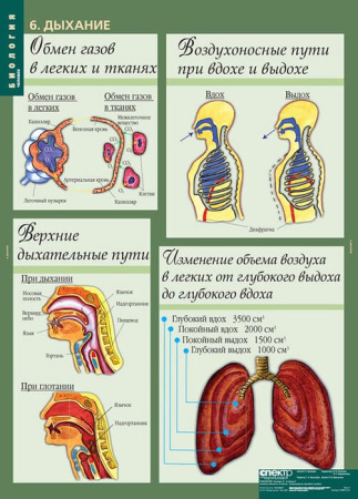 Человек (Комплект таблиц 12 шт. Биология 8-9 кл.) 5-8691-012