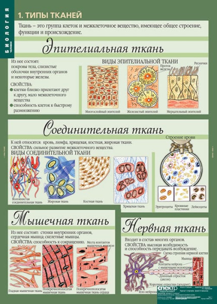 Человек (Комплект таблиц 12 шт. Биология 8-9 кл.) 5-8691-012