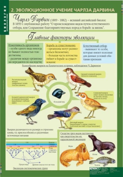 Эволюционное учение (Комплект таблиц 10 шт. Биология 10-11 кл.) 5-8702-010