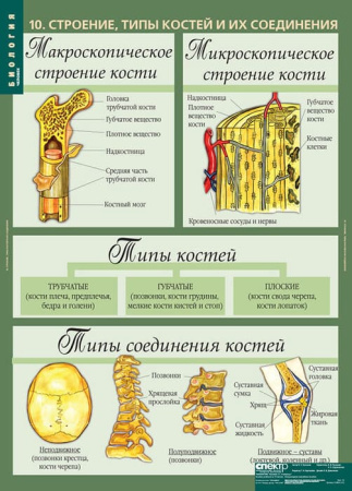 Человек (Комплект таблиц 12 шт. Биология 8-9 кл.) 5-8691-012