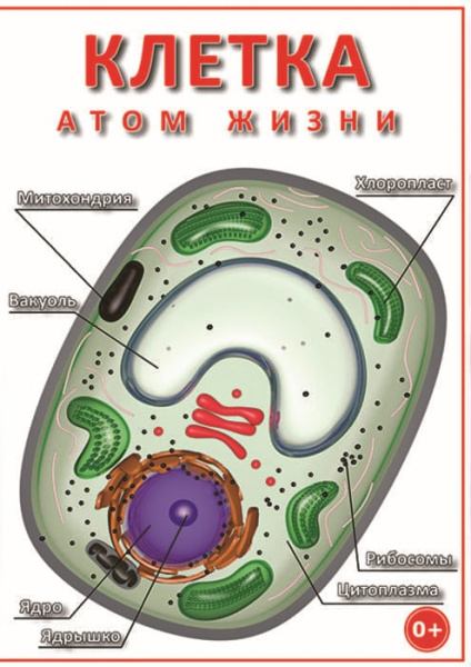 Учебный фильм. Клетка - «атом жизни» (МР4) 216004313МР