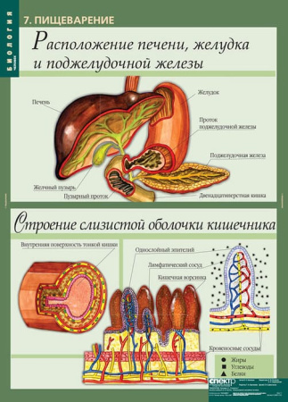 Человек (Комплект таблиц 12 шт. Биология 8-9 кл.) 5-8691-012