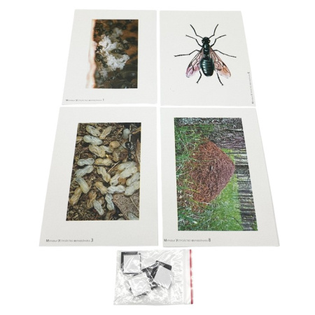 Модель-аппликация Муравьи. Устройство муравейника