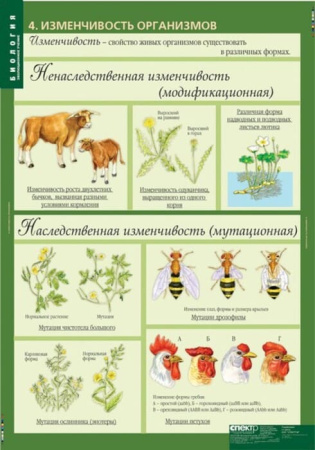 Эволюционное учение (Комплект таблиц 10 шт. Биология 10-11 кл.) 5-8702-010