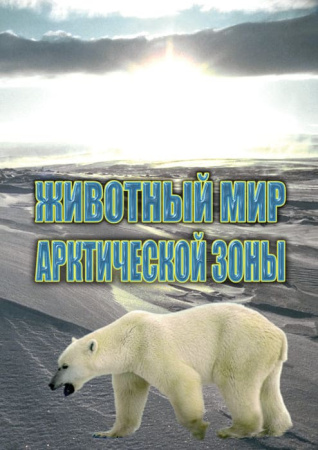 Учебный фильм. Животный мир Арктической зоны (МР4) 21614103МР