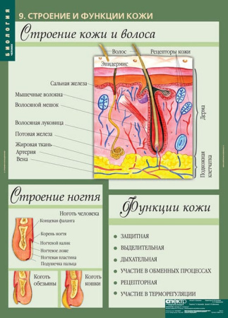 Человек (Комплект таблиц 12 шт. Биология 8-9 кл.) 5-8691-012